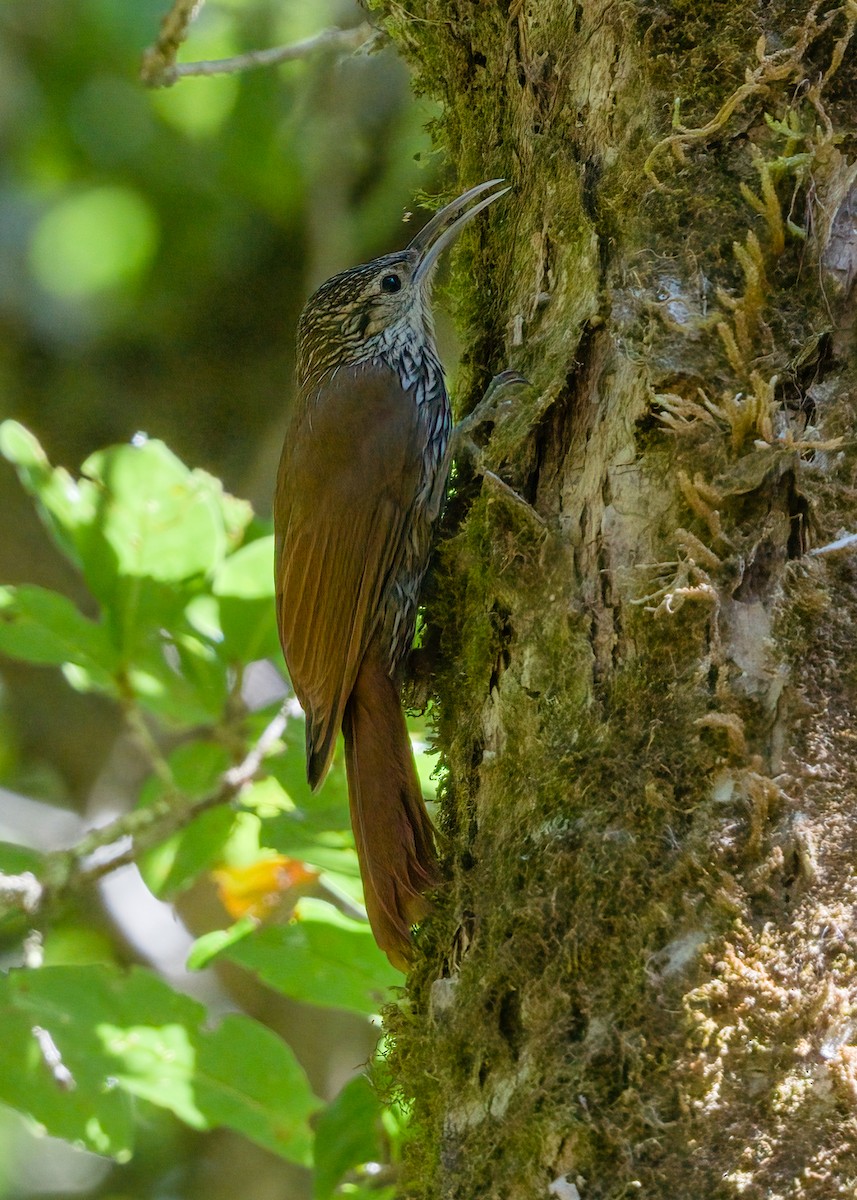 Spot-crowned Woodcreeper - ML417879351