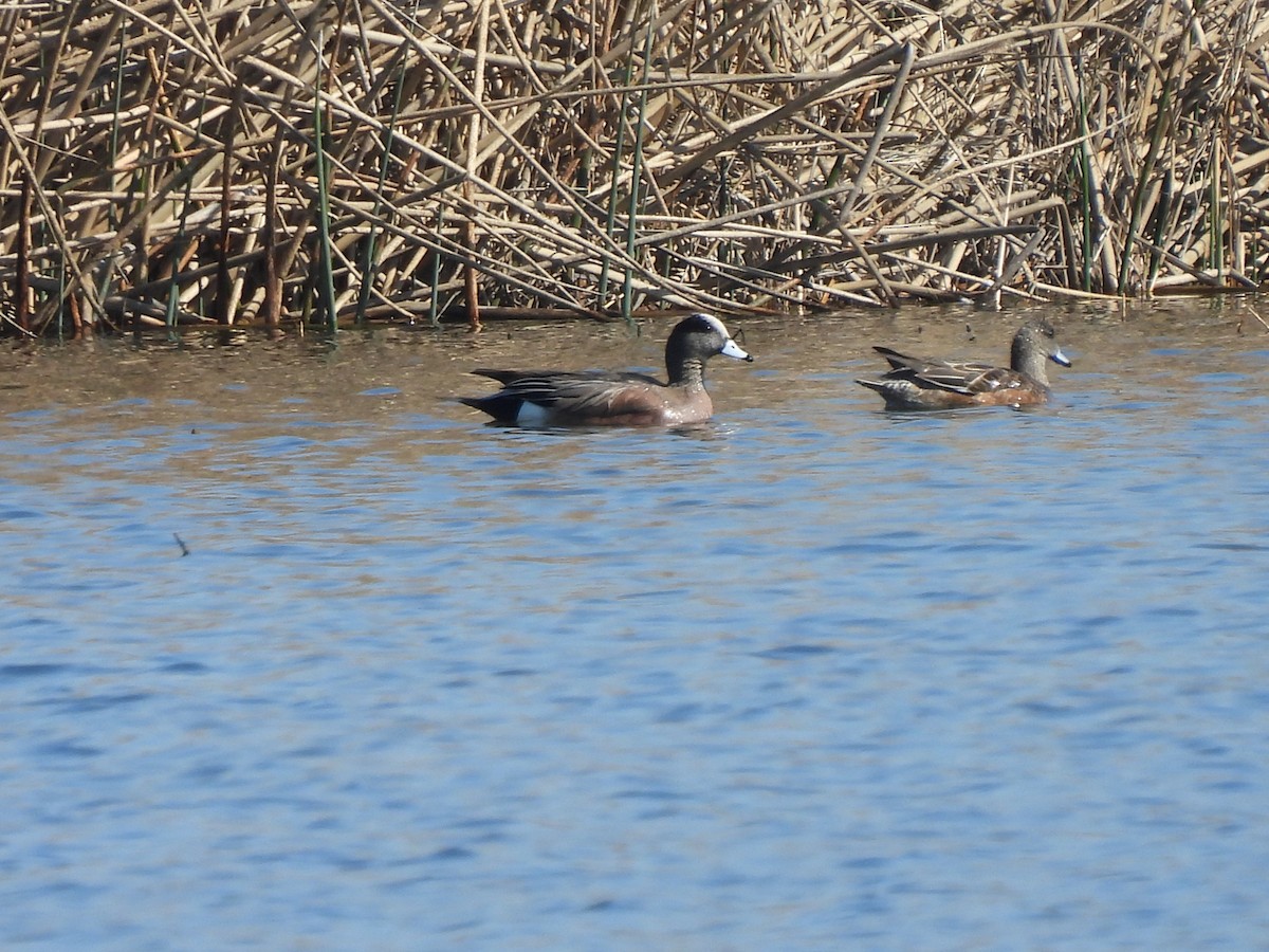 American Wigeon - ML417879441