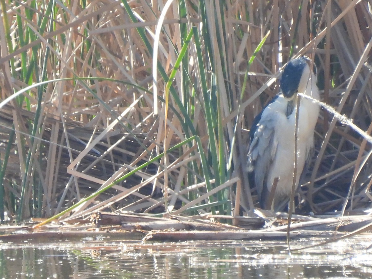 Black-crowned Night Heron - ML417880621