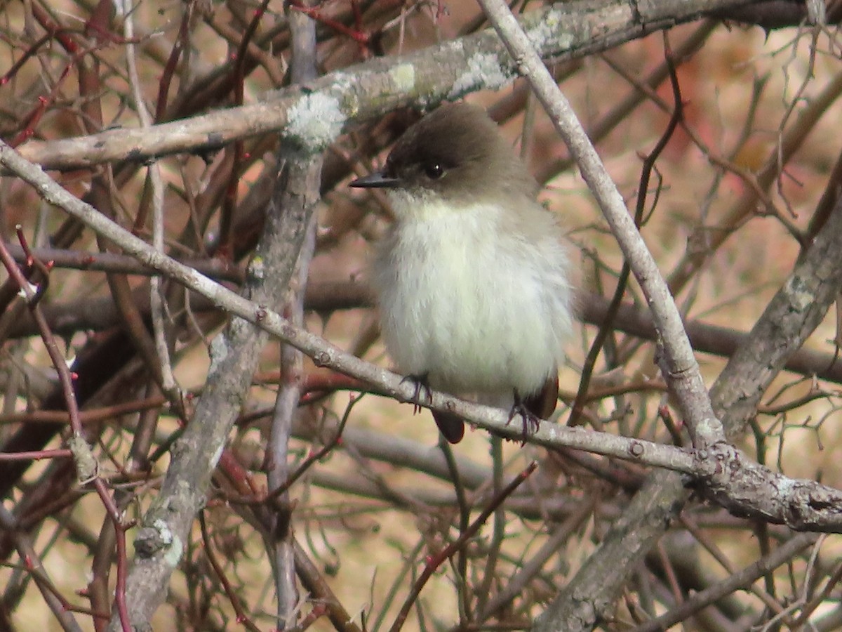 Eastern Phoebe - ML417881611