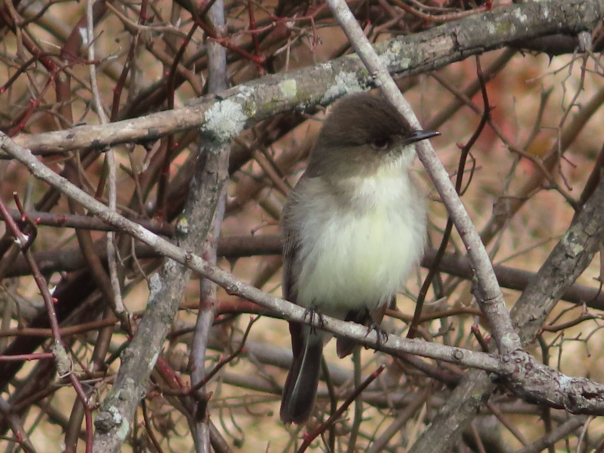 Eastern Phoebe - ML417881631