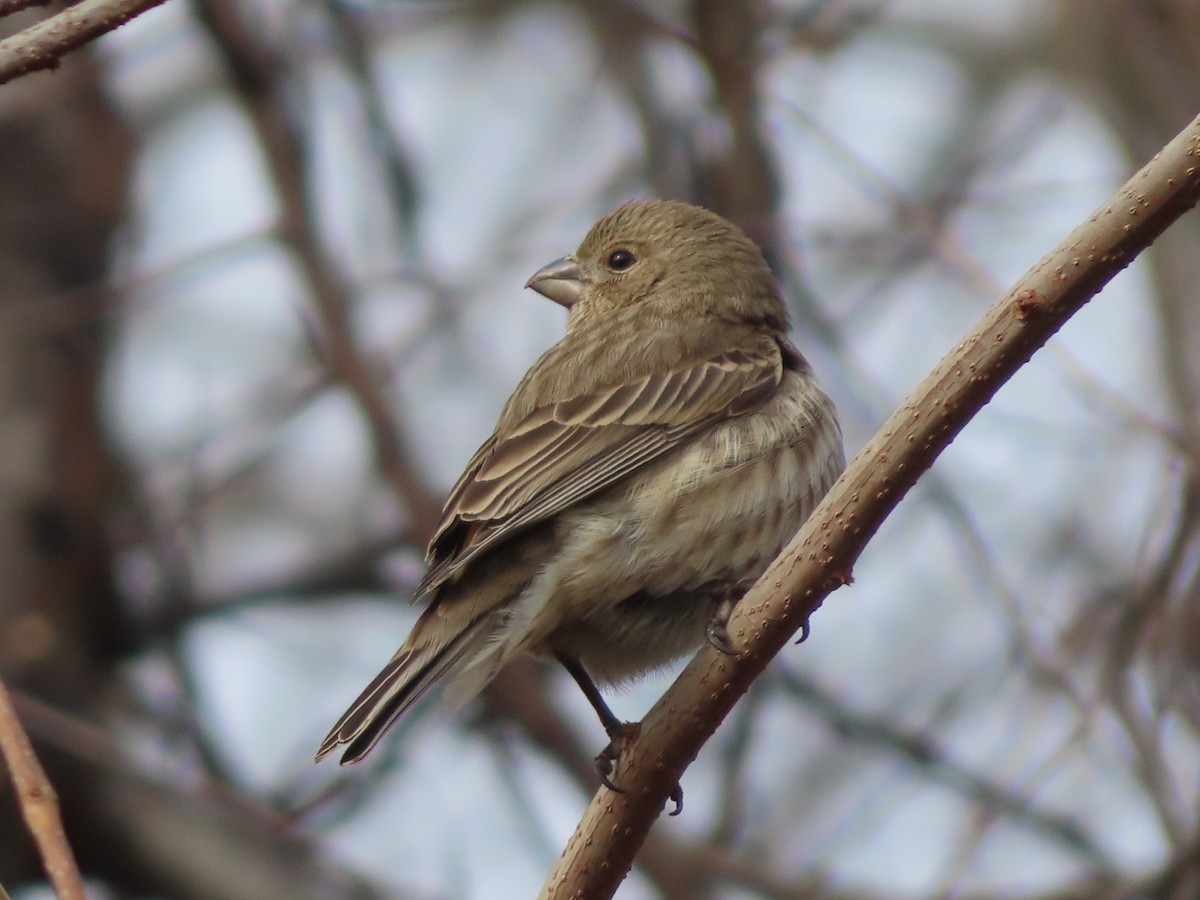 House Finch - ML417881701