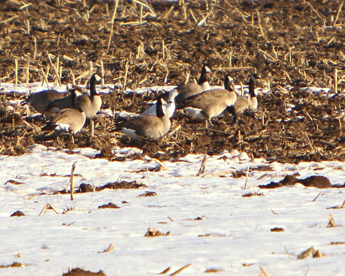 Snow Goose - ML417885861
