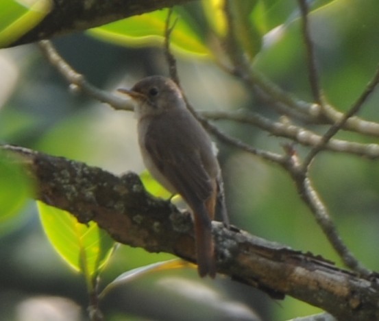 Rusty-tailed Flycatcher - ML417885931