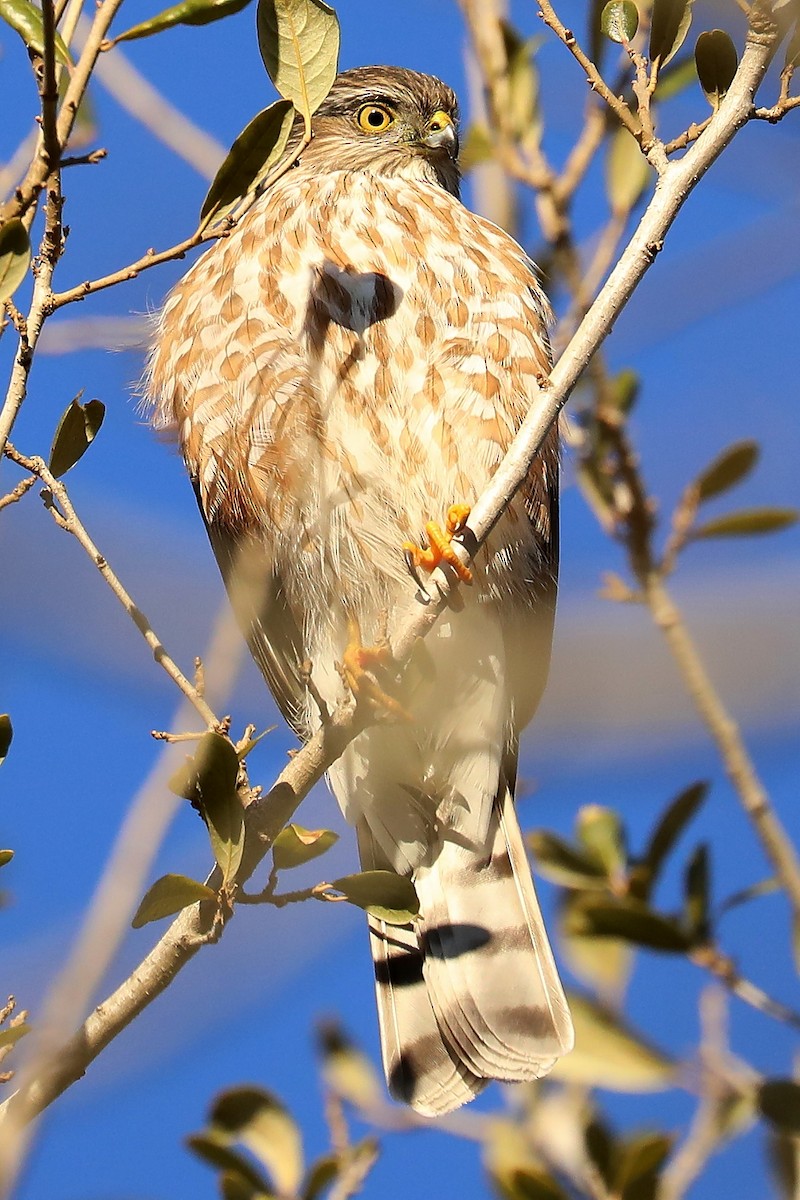 Sharp-shinned Hawk - ML417886081