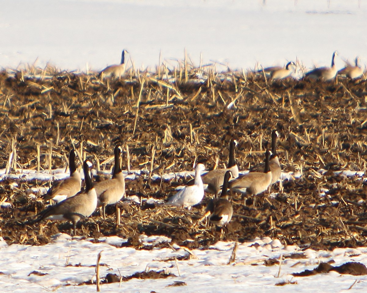 Snow Goose - ML417886101