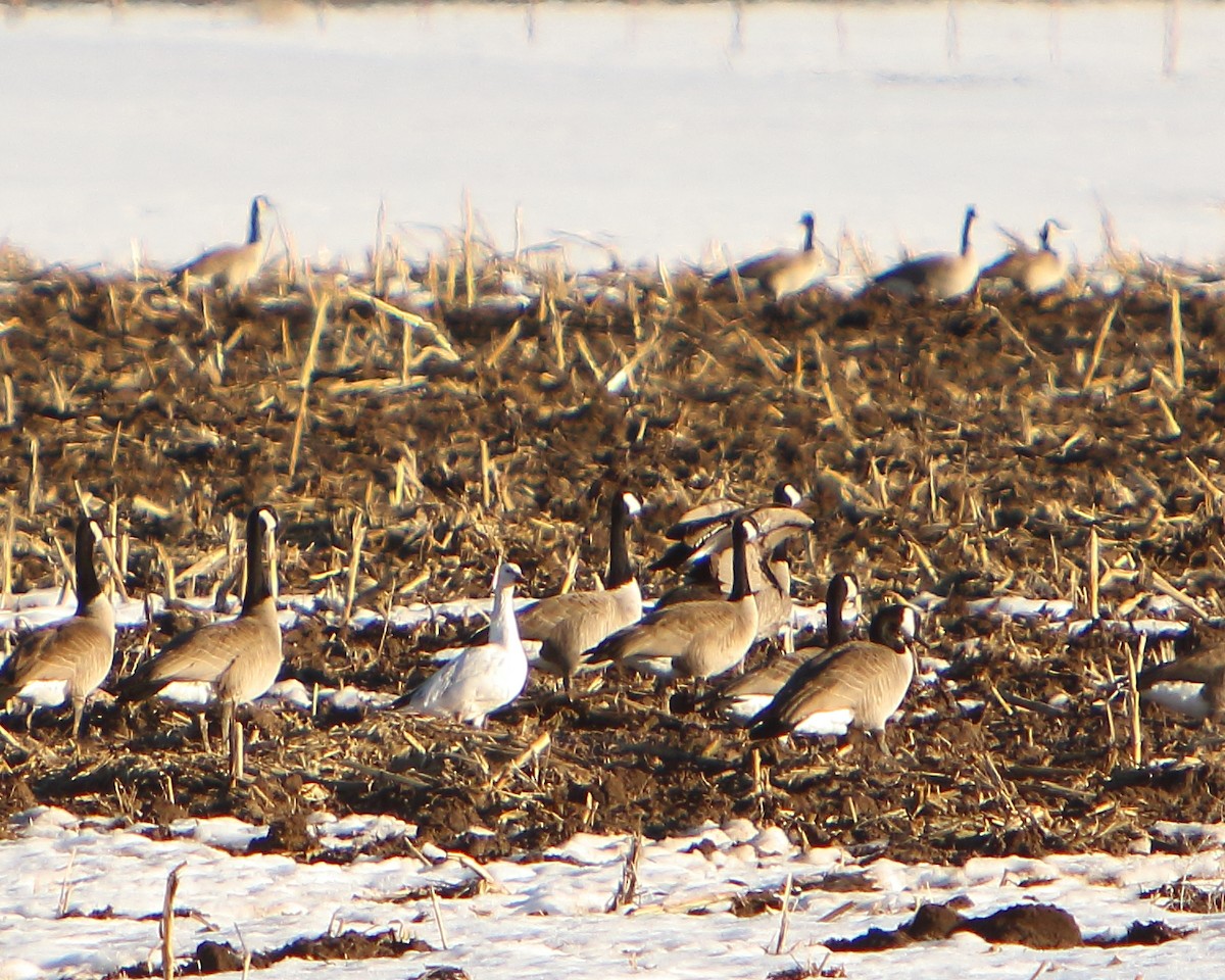 Snow Goose - ML417886111