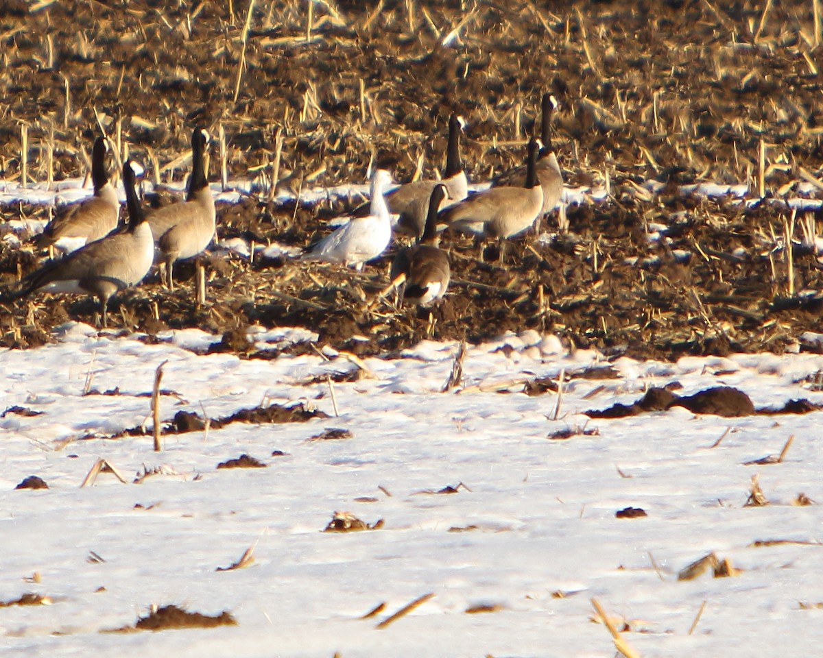Snow Goose - ML417886141