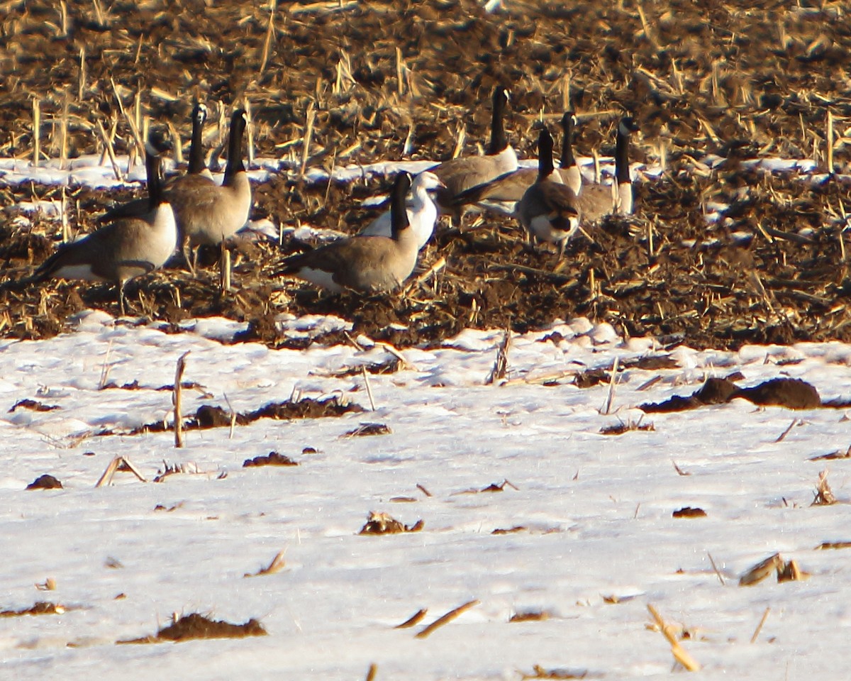 Snow Goose - ML417886181