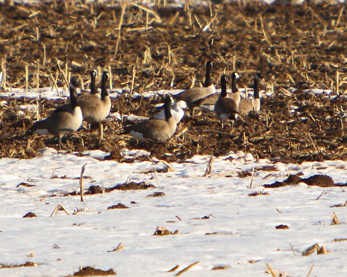 Snow Goose - ML417886191