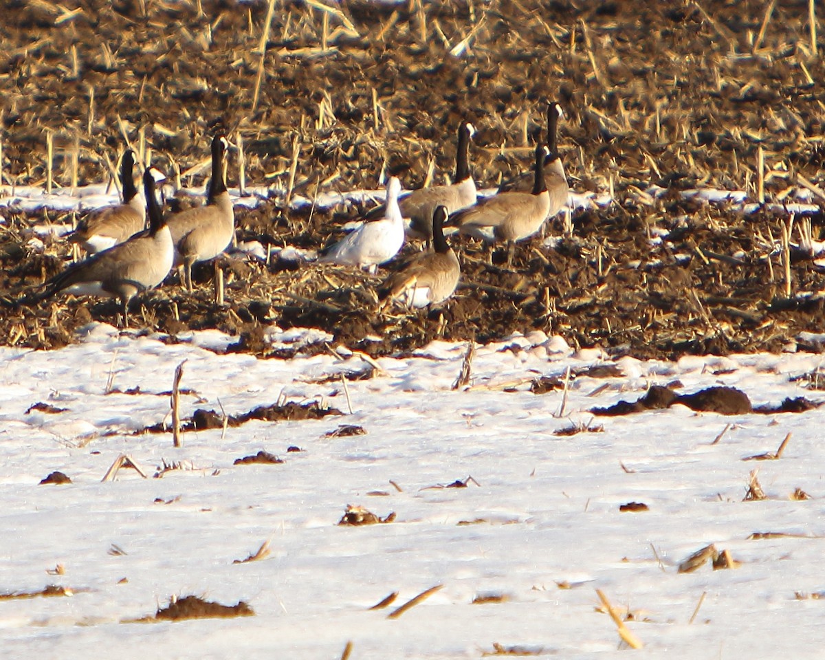 Snow Goose - ML417886201