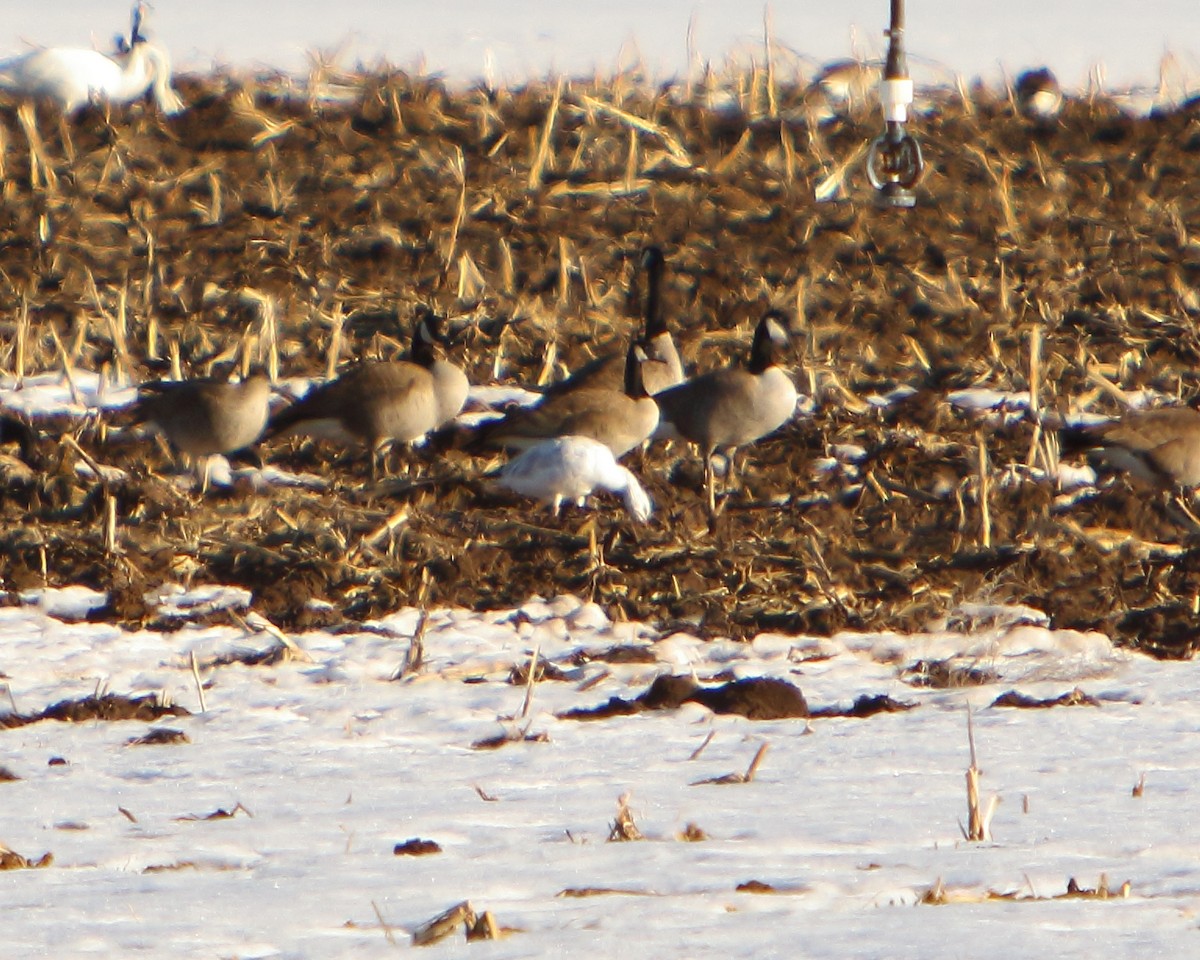 Snow Goose - ML417886311