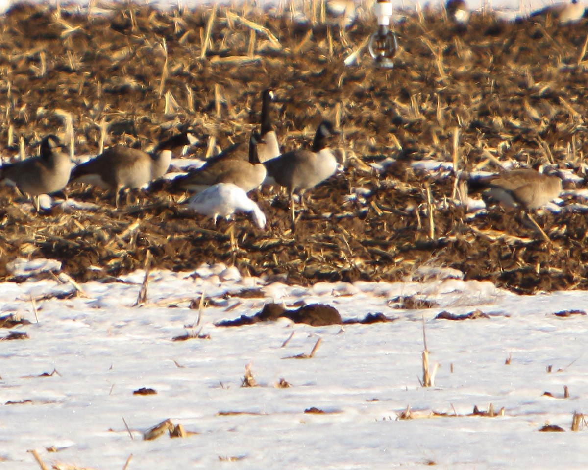 Snow Goose - ML417886341