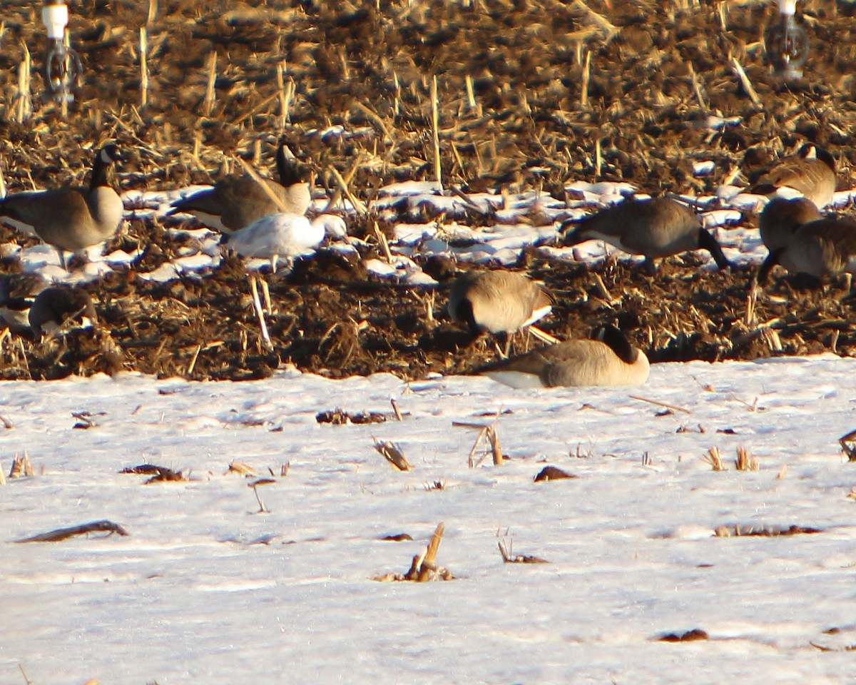 Snow Goose - ML417886581