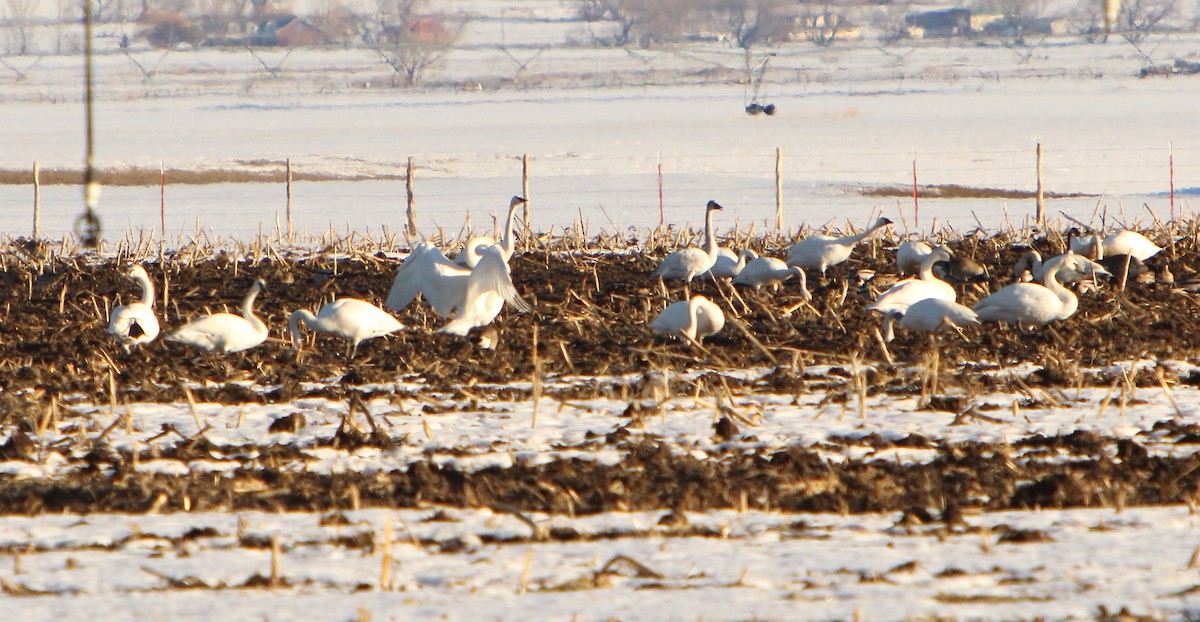 Trumpeter/Tundra Swan - ML417886621
