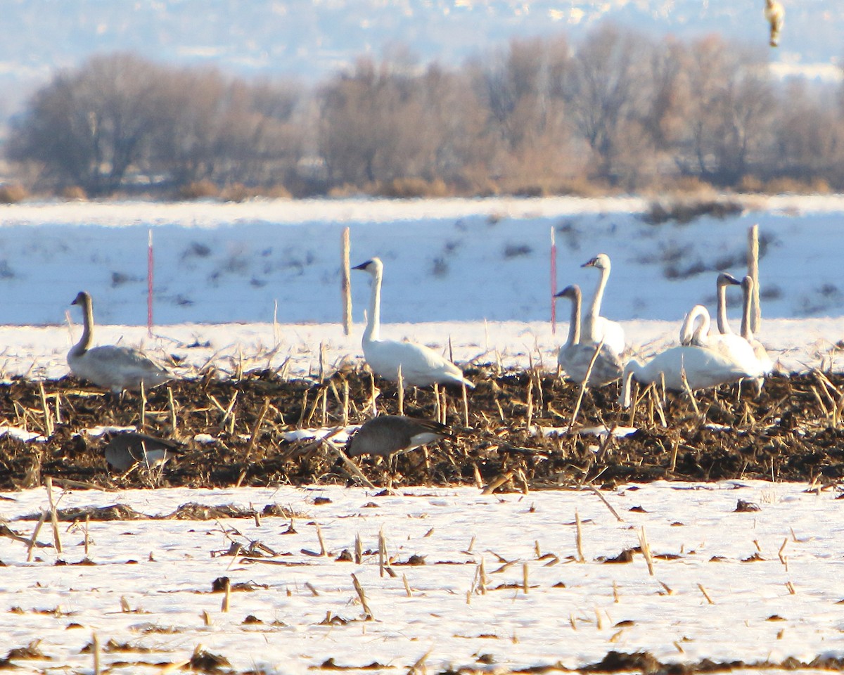Trumpeter/Tundra Swan - ML417886741
