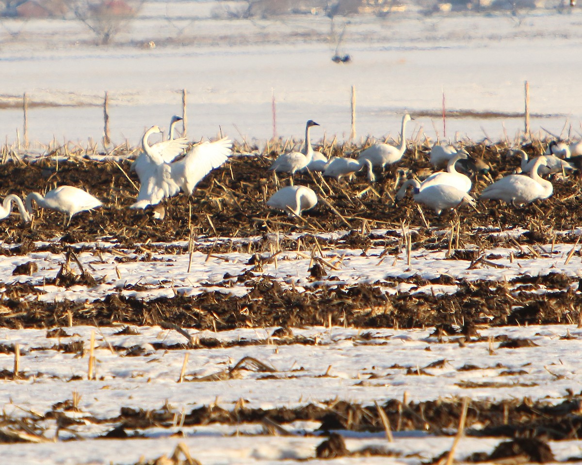 Trumpeter/Tundra Swan - ML417886881