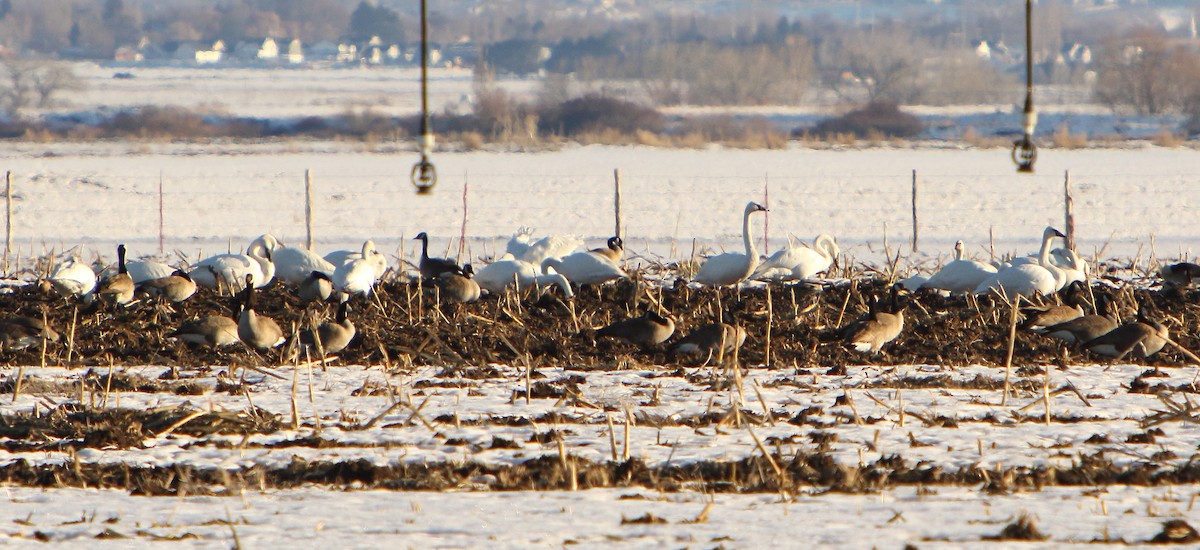 Trumpeter/Tundra Swan - ML417886921