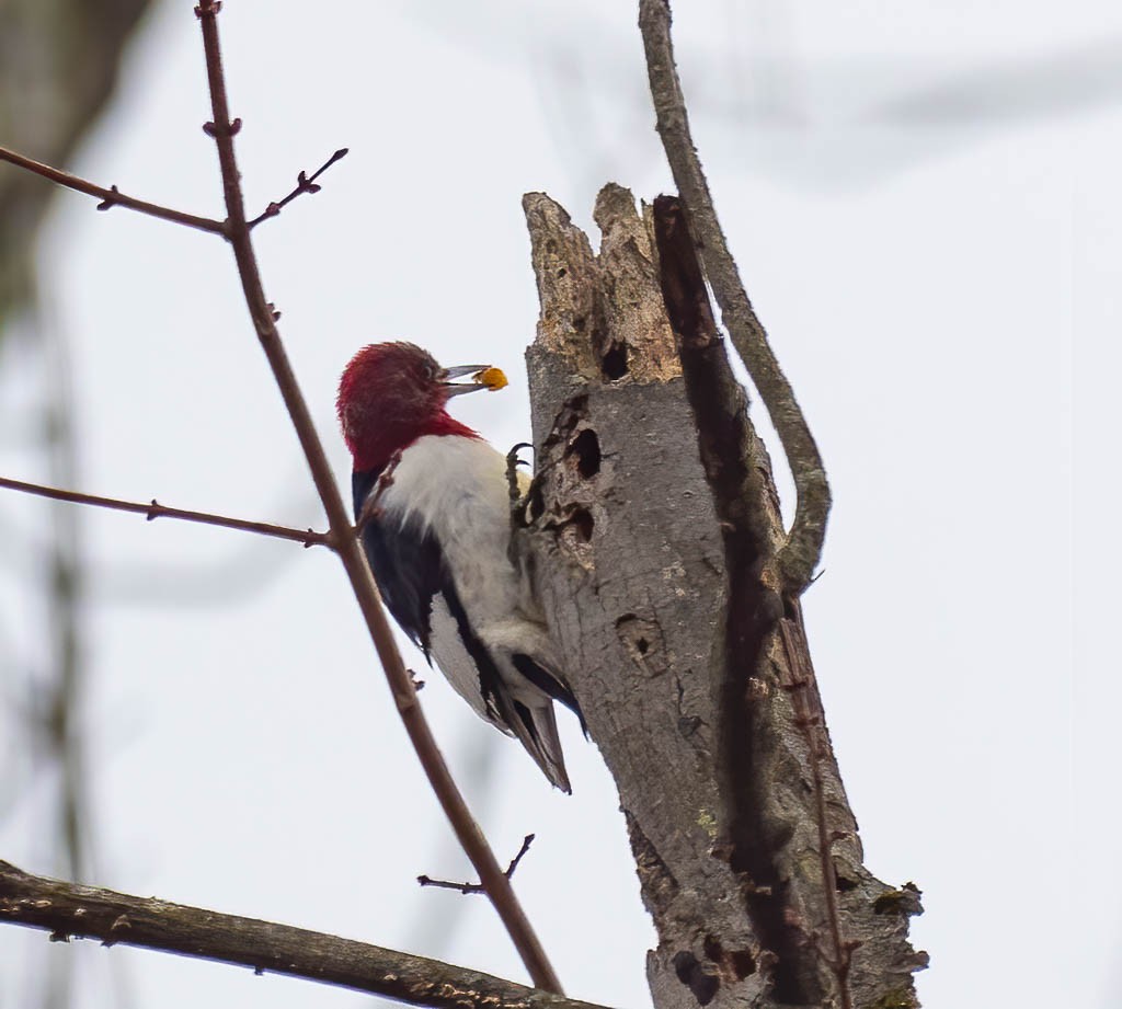 Red-headed Woodpecker - ML417889481