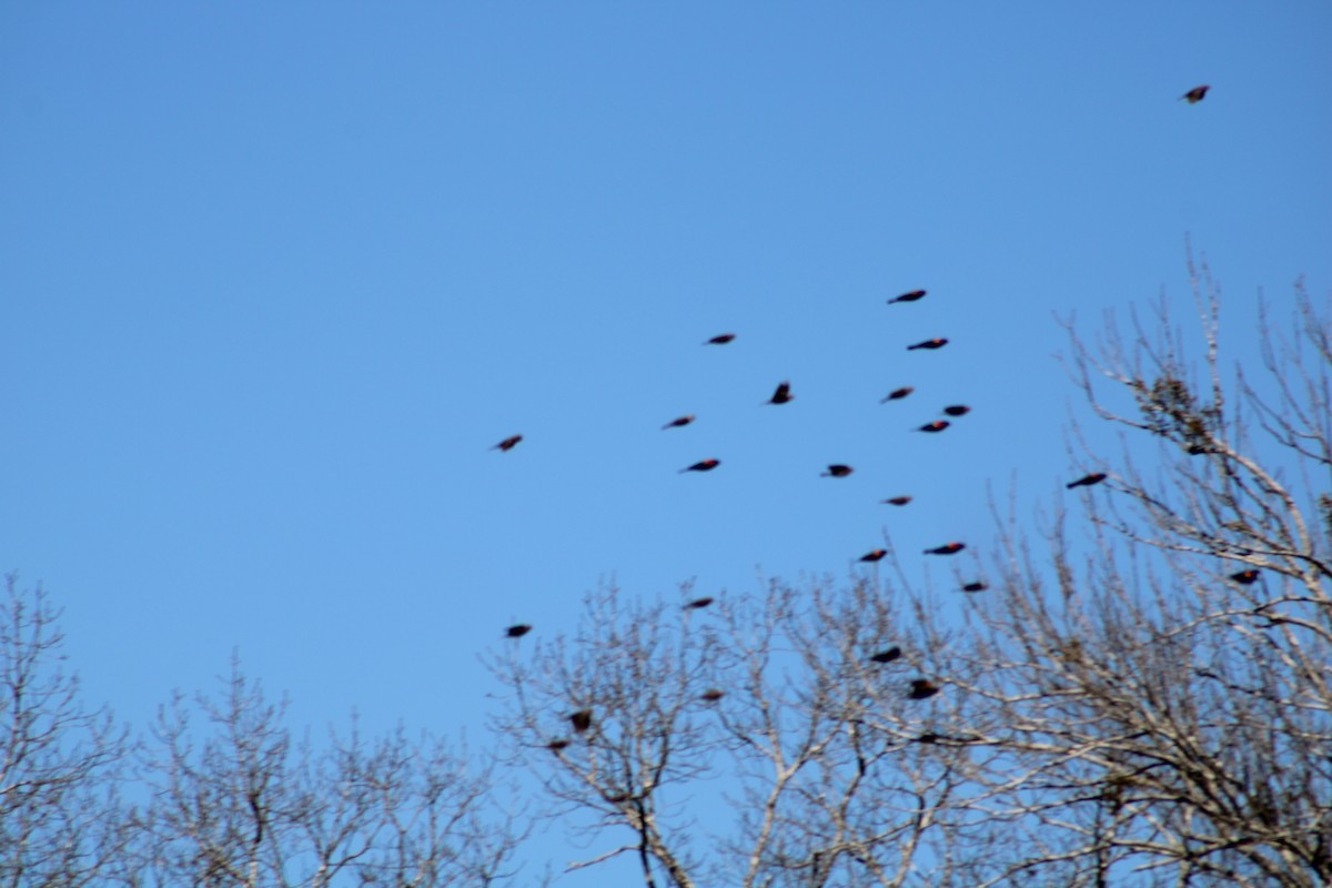 Red-winged Blackbird - ML417890371