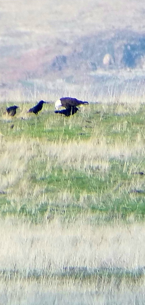 Bald Eagle - Michael Hauptman