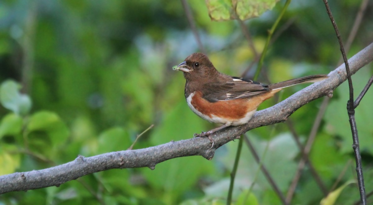 Eastern Towhee - ML41789191