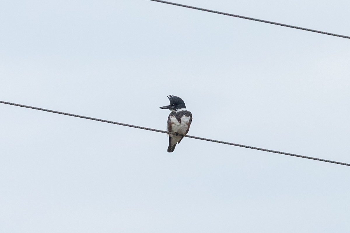 Belted Kingfisher - ML417892171