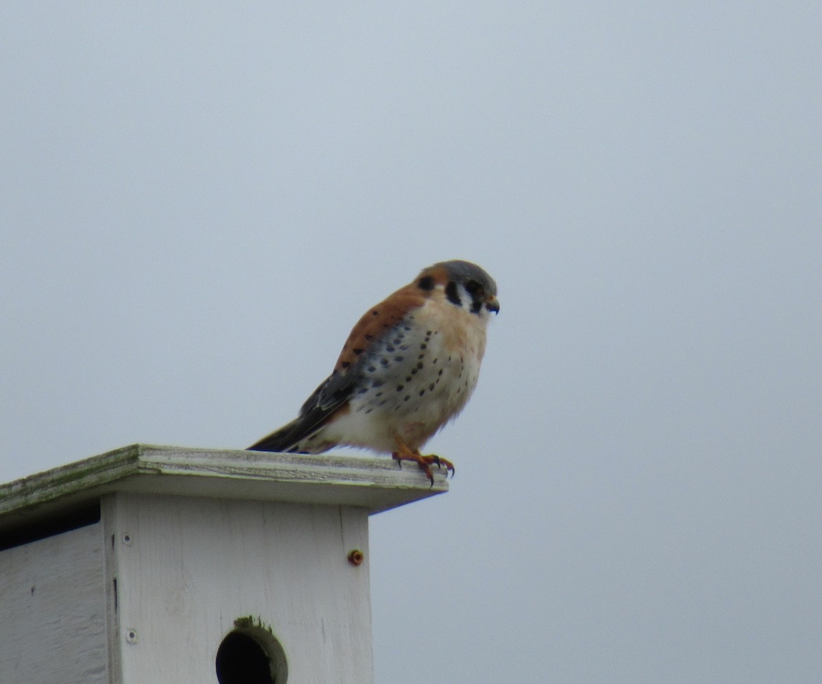 American Kestrel - Kelly Baker