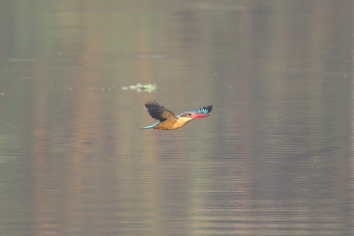 Stork-billed Kingfisher - ML417893731