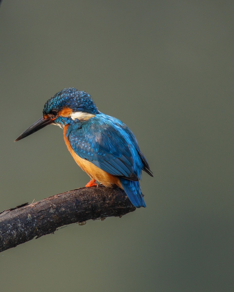 Common Kingfisher - ML417894101