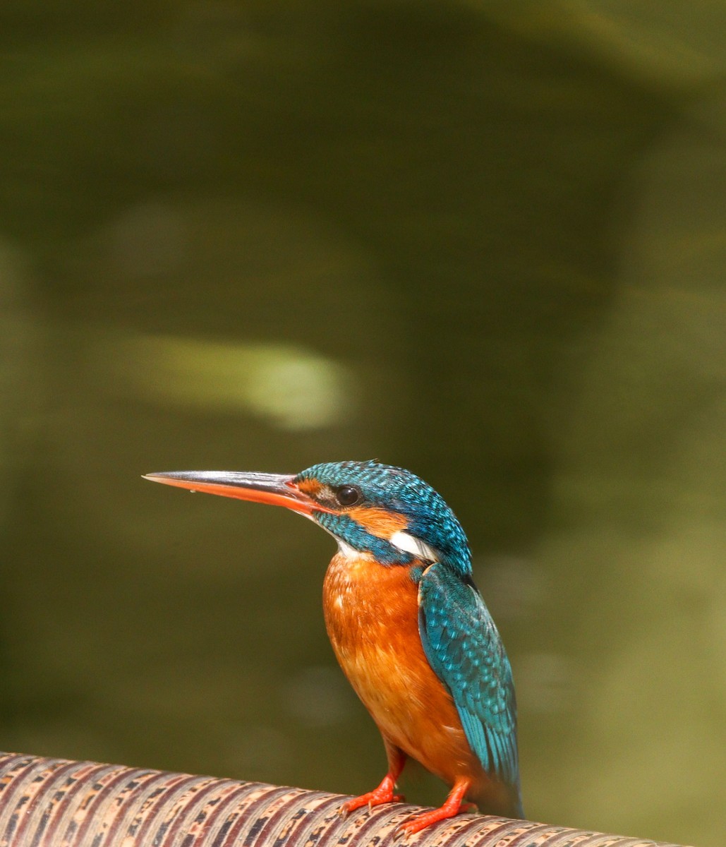 Common Kingfisher - ML417894181