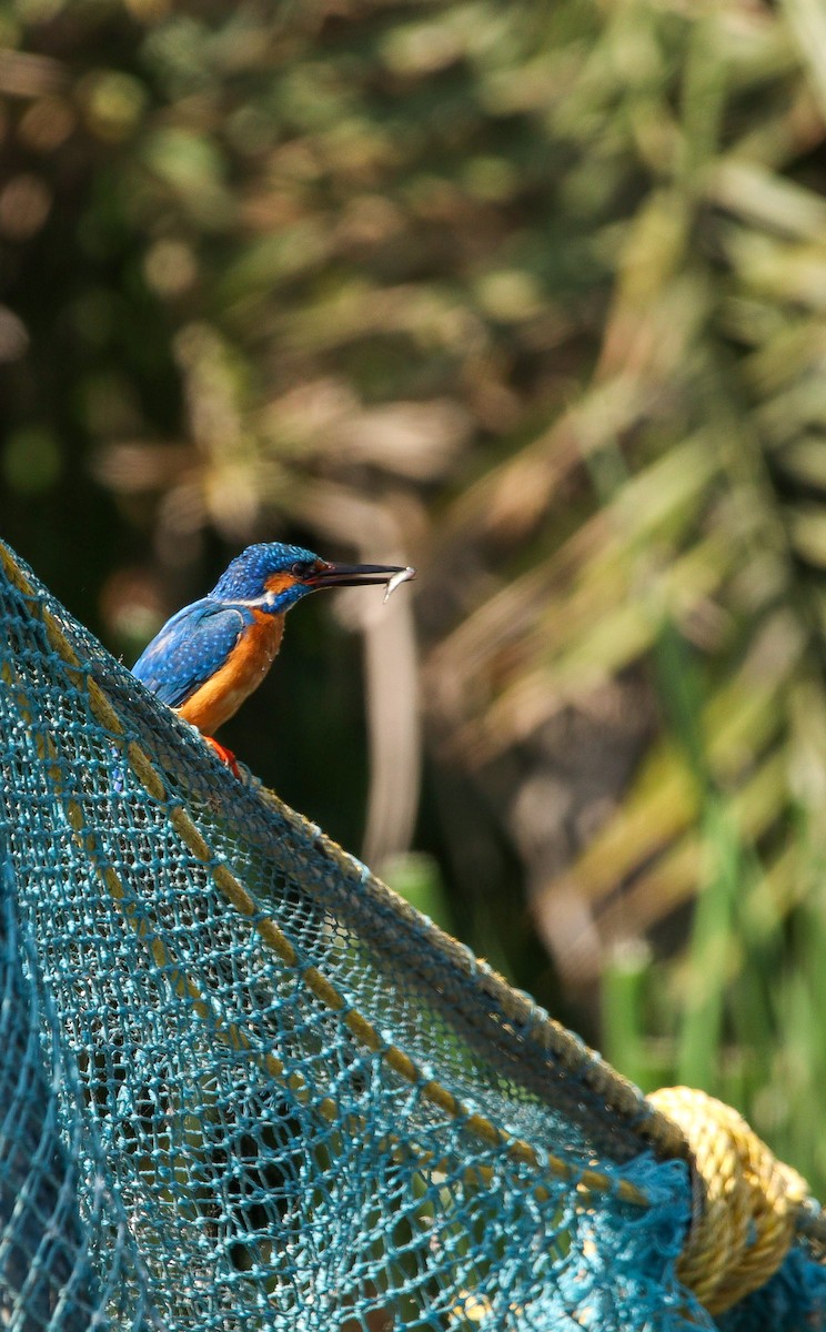 Common Kingfisher - ML417894221