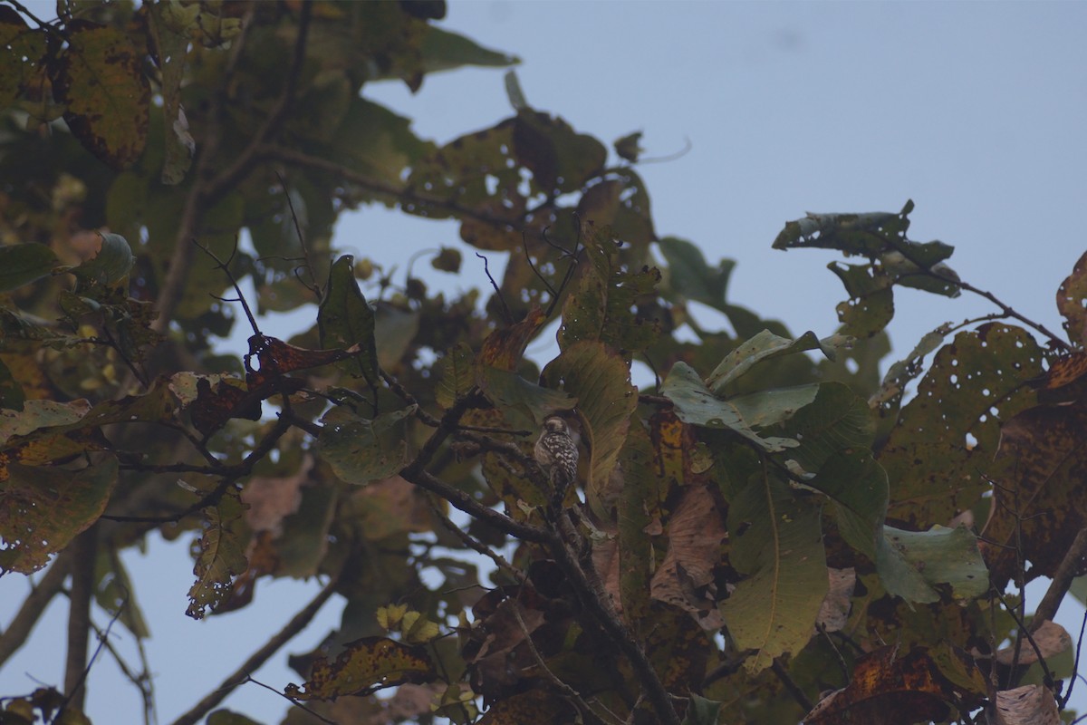 Brown-capped Pygmy Woodpecker - ML417894691