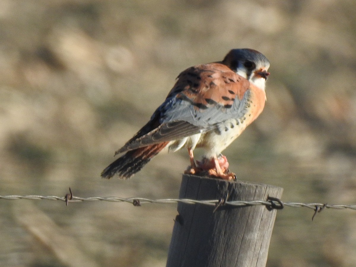 American Kestrel - ML417894891