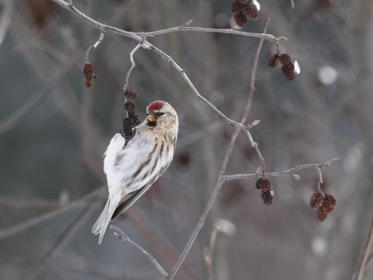 Common Redpoll - ML417897311