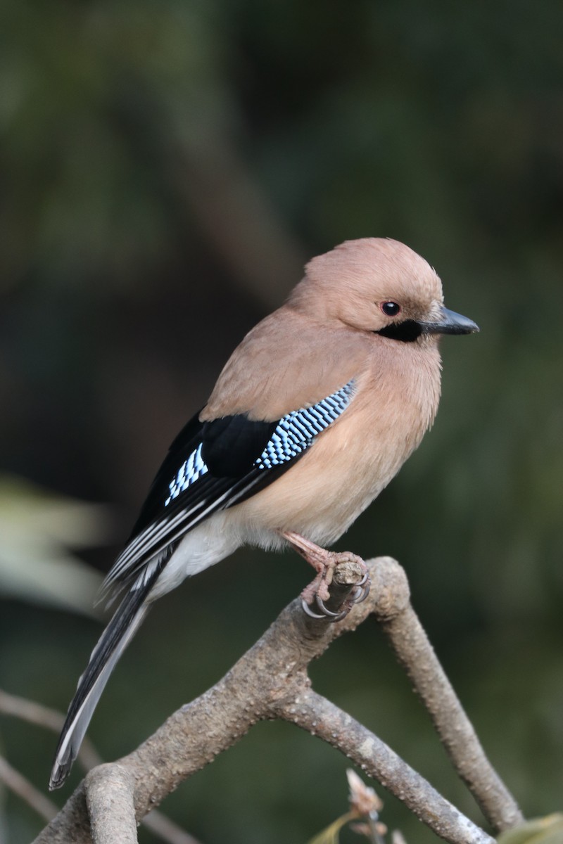 Eurasian Jay - ML417899511