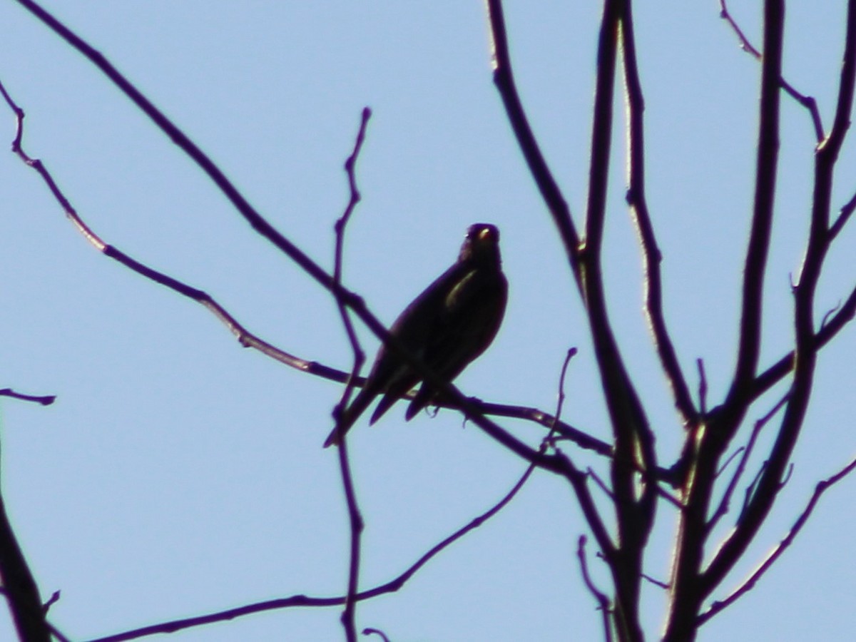 American Robin - ML417899731