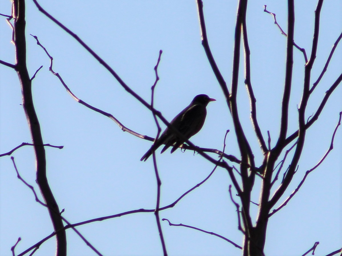 American Robin - ML417899741