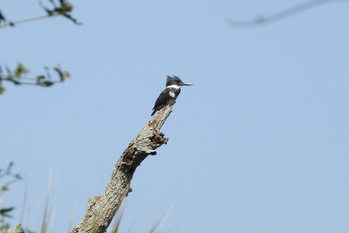 rybařík pruhoprsý - ML417900081