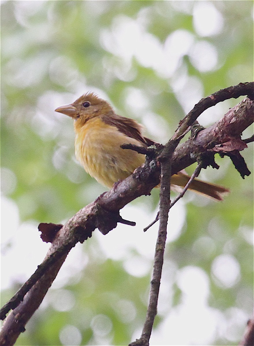 Summer Tanager - ML41790131