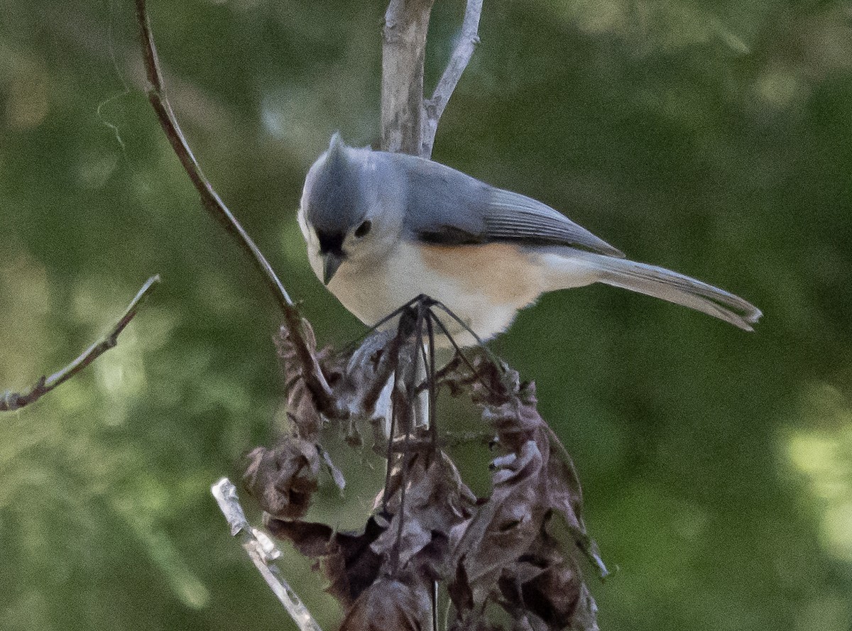 Tufted Titmouse - ML417901571