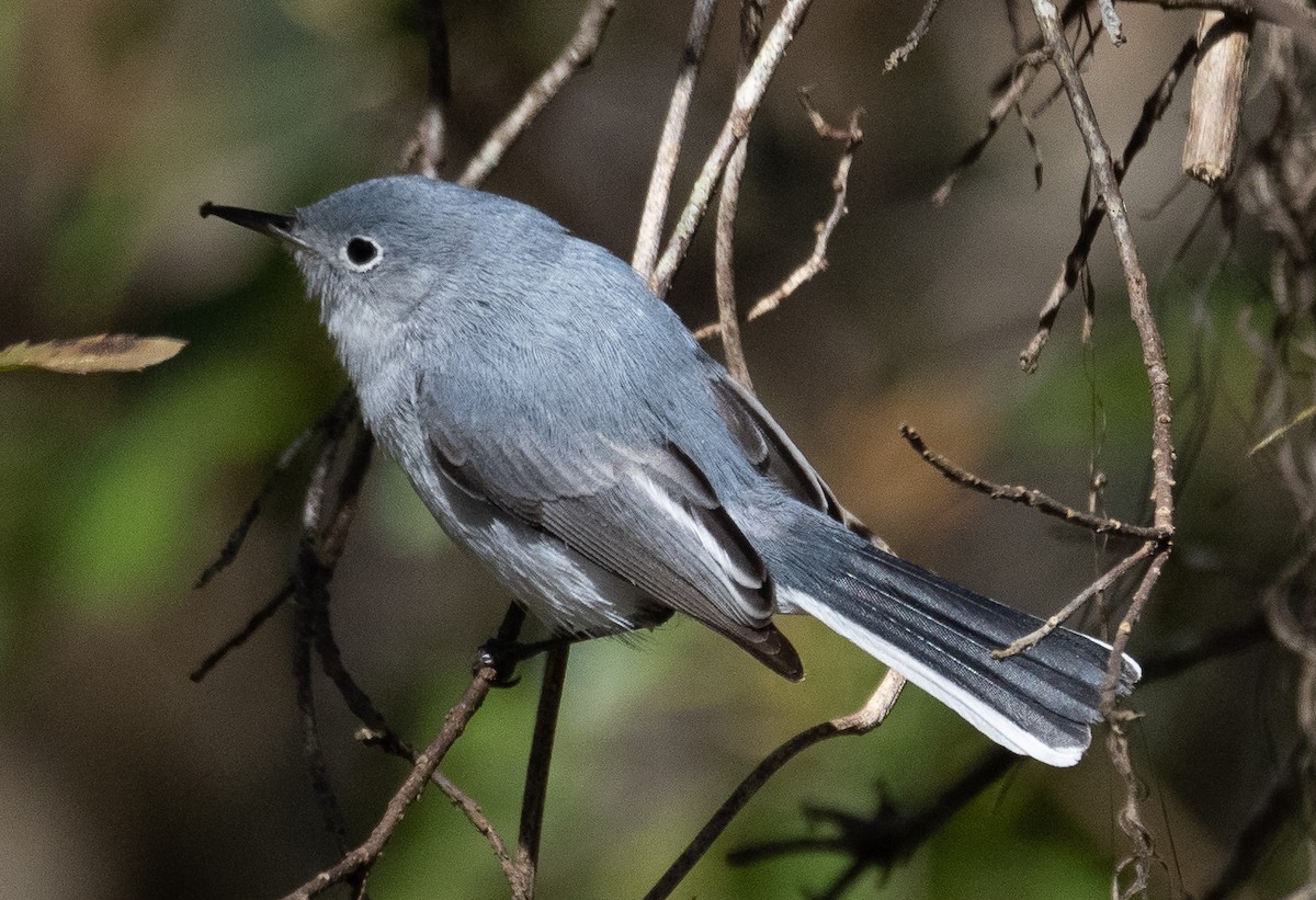 Blue-gray Gnatcatcher - ML417901821