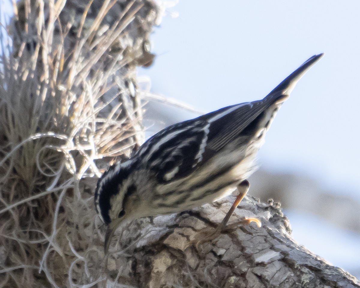 Black-and-white Warbler - ML417902051