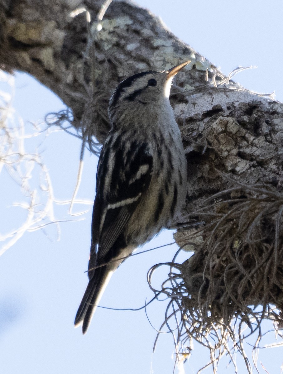 Black-and-white Warbler - ML417902061