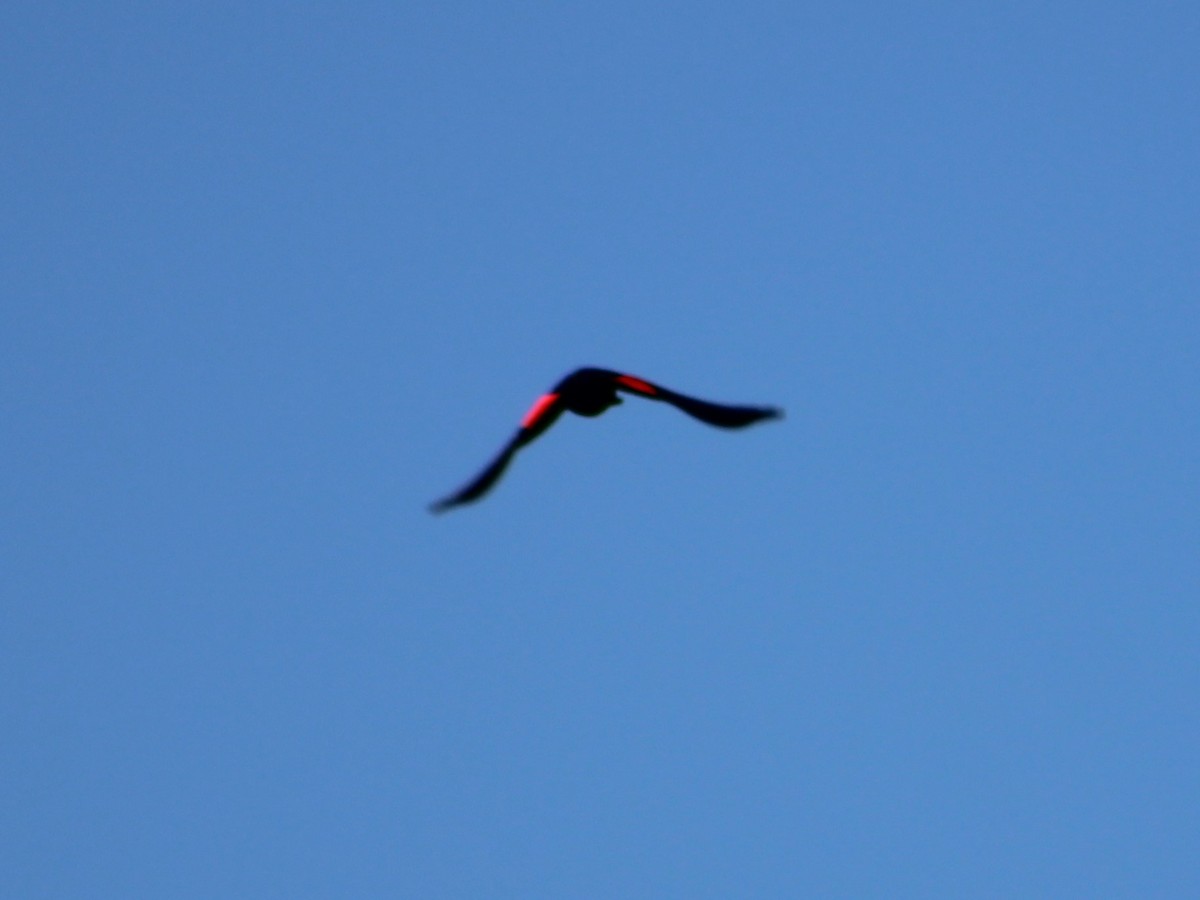 Red-winged Blackbird - ML417904471
