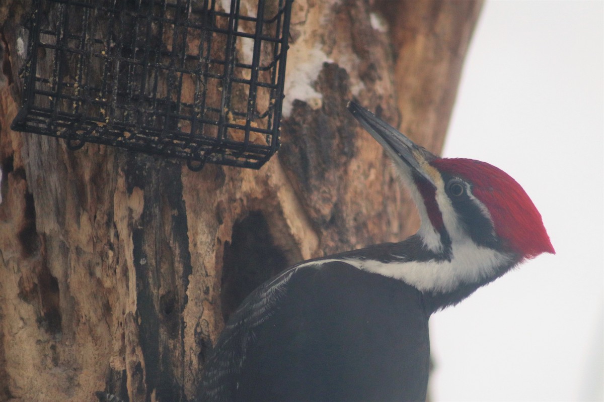 Pileated Woodpecker - ML417904891