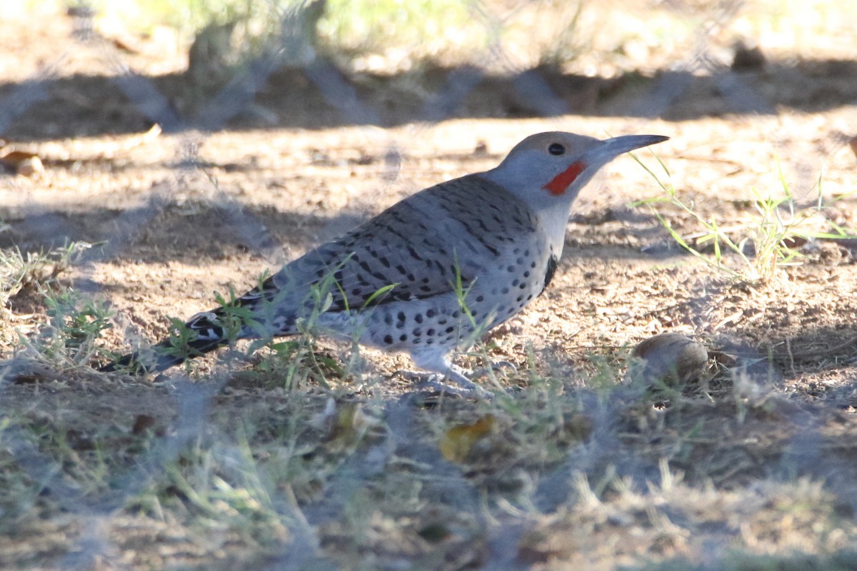 Northern Flicker (Red-shafted) - ML41790501