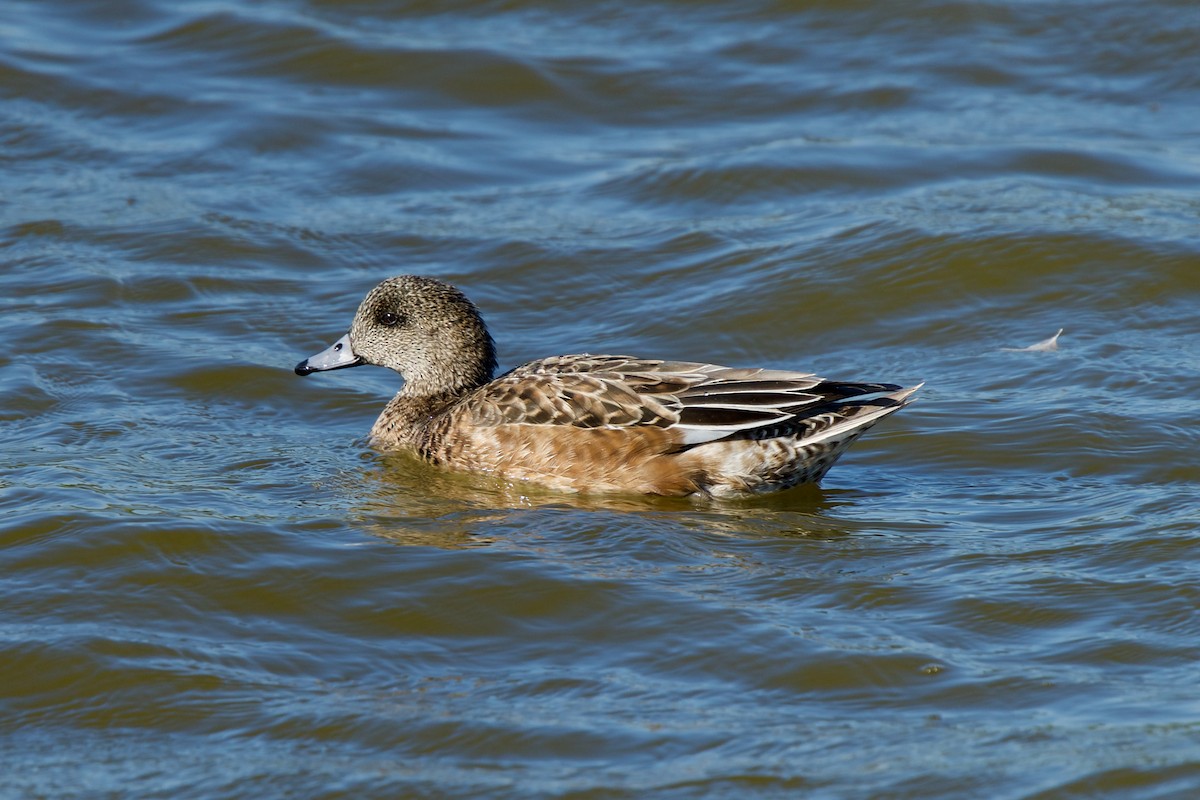 American Wigeon - ML417905411