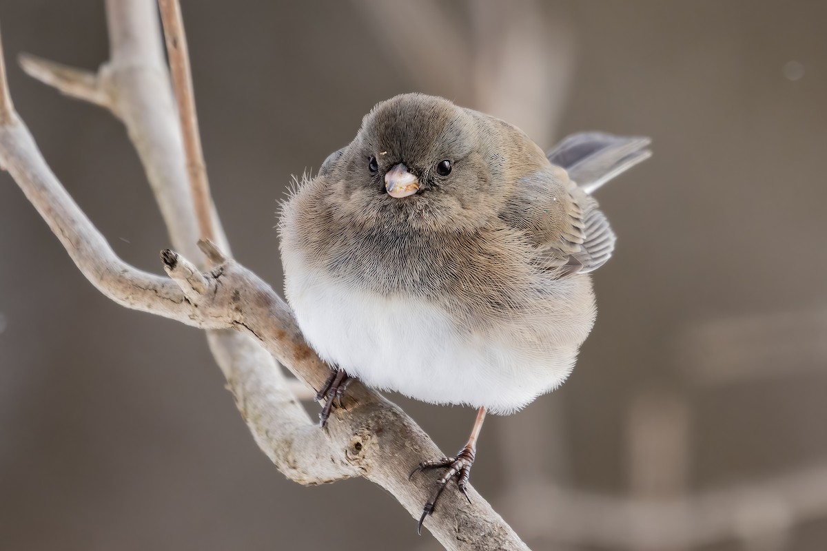 Junco ardoisé - ML417905481