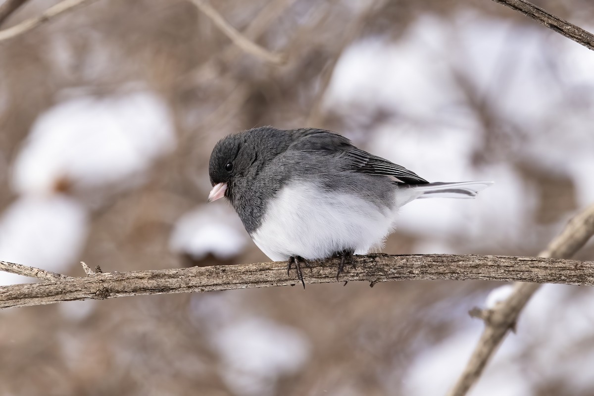 Junco Ojioscuro - ML417905501